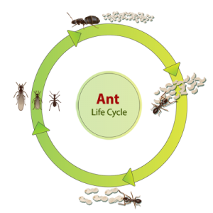 ant life cycle