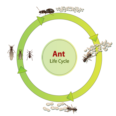 Ant Pest Control Gold Coast - BugWise Pest Control