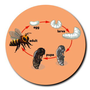 bee pest control four stage life cycle illustration