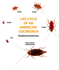 cockroach life cycle