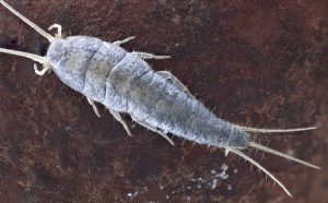 A pest control close up of a silverfish laying eggs