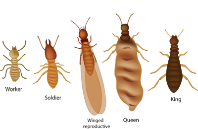 pest control illustration of a termite life cycle