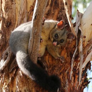 possum up a tree at highland park