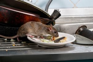 A rodent feeding from a plate of food scraps on a sink draining board