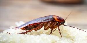 Bugwise Pest Control Mudgeeraba found an American cockroach feeding on rice on a kitchen bench
