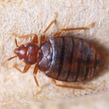 Bed bug pest control gold coast