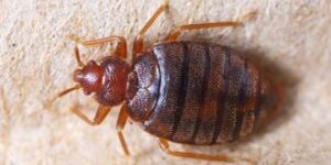 Pest control find a bed bug under a bed in a home at mermaid beach