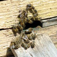 pest control gold coast bees
