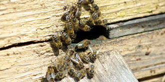 pest control gold coast bees