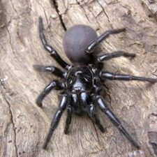 funnel web spider on a tree caught by Bugwise pest control Gold coast