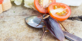 cockroach pest control Gold coast