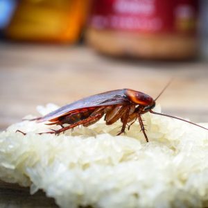 Bugwise Pest Control Burleigh Heads found an American cockroach feeding on rice on a kitchen bench