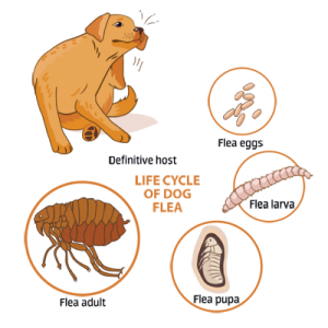 Life cycle of a dog flea from egg to adult flea including flea larva and flea pupa