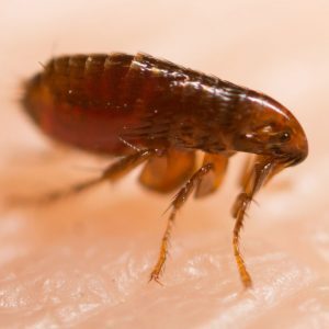 A close up of a flea feeding on skin of a human