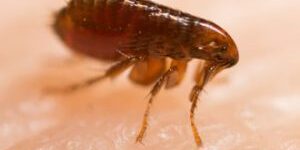 A close up of a flea feeding on skin of a human who lives in Ashmore