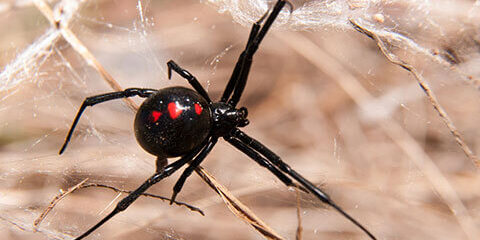 pest company finds red back spider on the gold coast