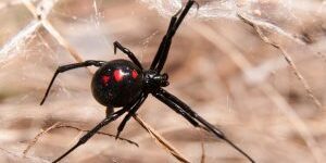 Redback spider in its web in a garden found by Bugwise pest control carrara
