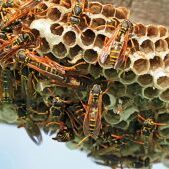 pest header wasps