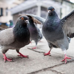 pigeon pest control