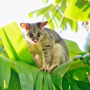 Close up of a possum in a tree in a garden before removal by BugWise Pest Control