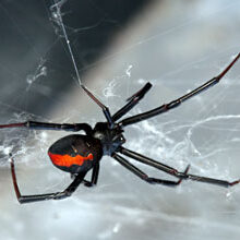 Gold Coast Pest Control find a female redback spider showing the distinctive red strip down the back in a web waiting for prey