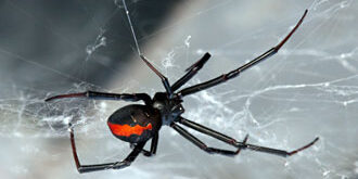 Gold Coast Pest Control find a female redback spider showing the distinctive red strip down the back in a web waiting for prey