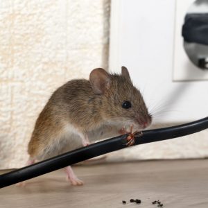 rodent pest control