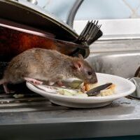 A rodent feeding from a plate of food scraps on a sink draining board, picture by BugWise Pest Control Gold coast