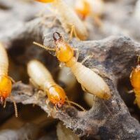 termite colony