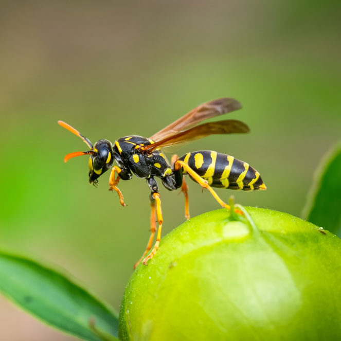 wasp pest control