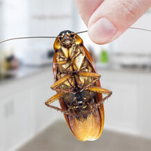 why choose bugwise pest control Gold coast