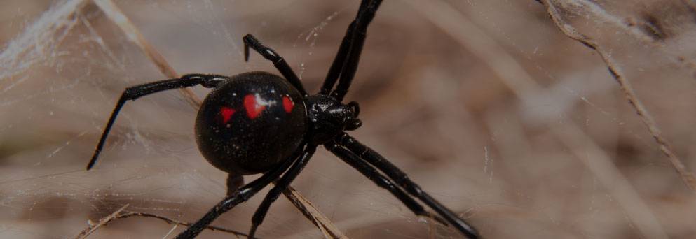 Pest control Surfers Paradise