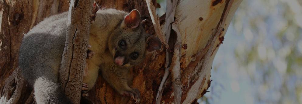 Bugwise Pest Control Runaway Bay